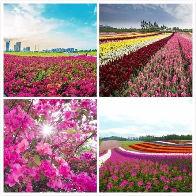 美极了!广西五彩田园“三角梅花海节”真的太美了!!