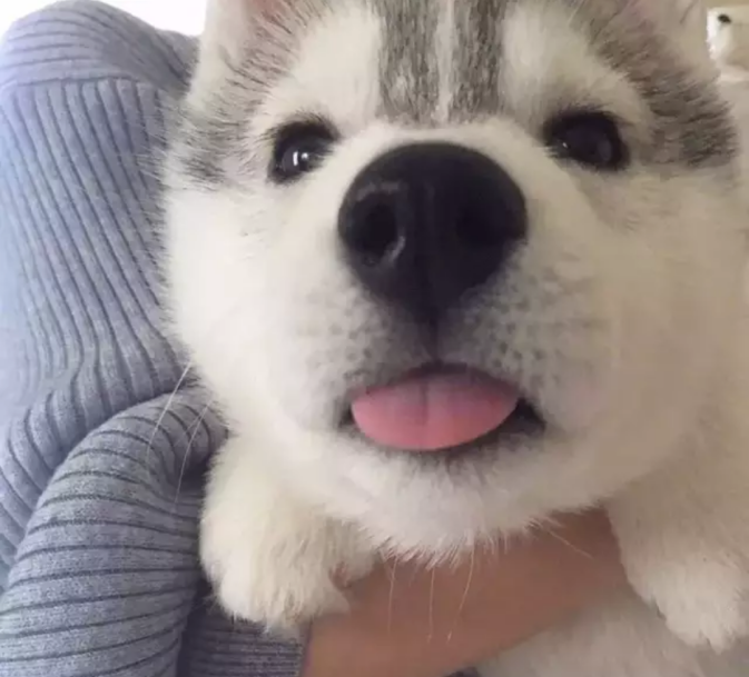 十只狗狗吐舌头卖萌,当看见它们歪头那一刻,都想组团