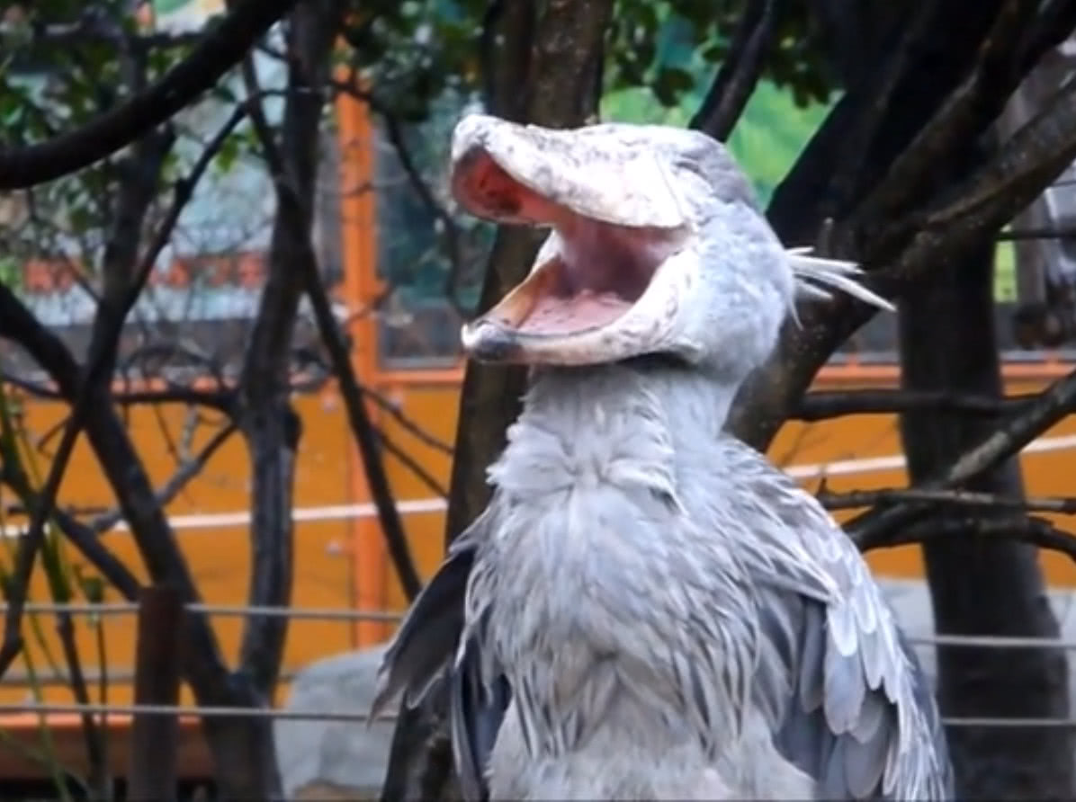 两只鲸头鹳打架