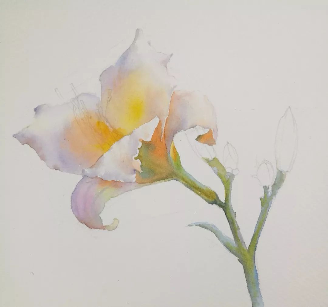 水彩教程:花卉插画、萱草