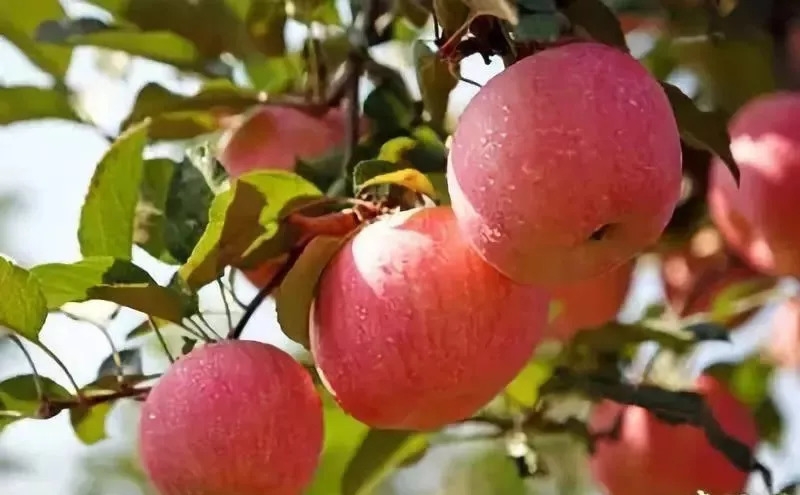 游于庄园之中   红彤彤的苹果压低了枝头   空气中阳光和果香的混合