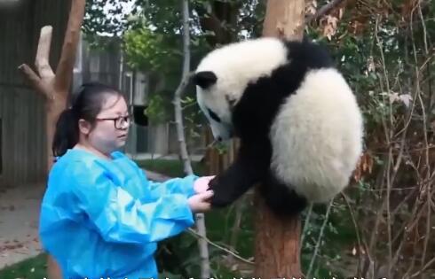 熊猫宝宝被江左梅梅呼唤,树上下来后,发生暖心