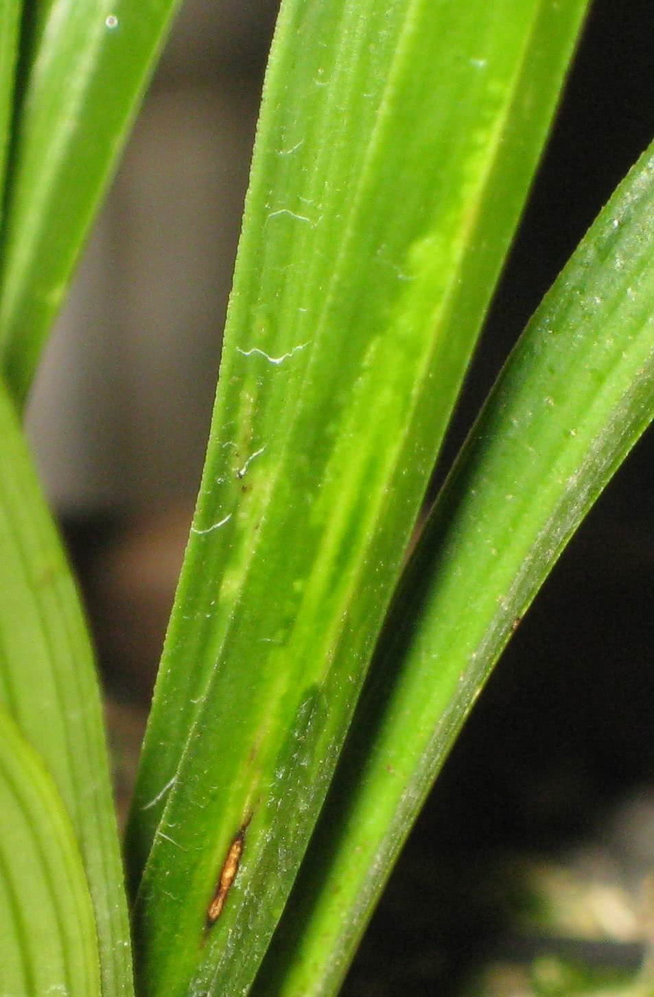兰花得拉丝病怎么办?10年老花友,1剂中药猛灌照样开花