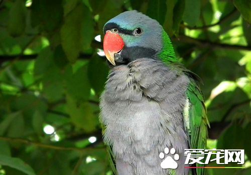 大绯胸鹦鹉和迷你金刚那个好 大绯胸鹦鹉比较好
