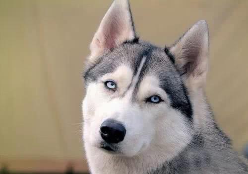 当小奶狗爱上小奶猫时.