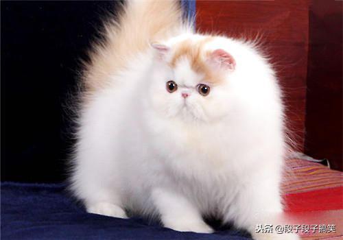 地球上10大最聪明的猫,波斯猫第十,第一个好像“比鲁斯破坏神”