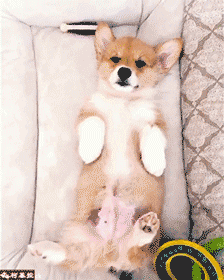 有一种萌物,叫柯基!