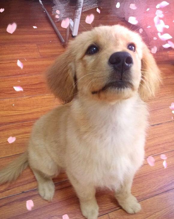 网友养了一只金毛快两年,今天才知道它是只小母狗,一直当儿子养