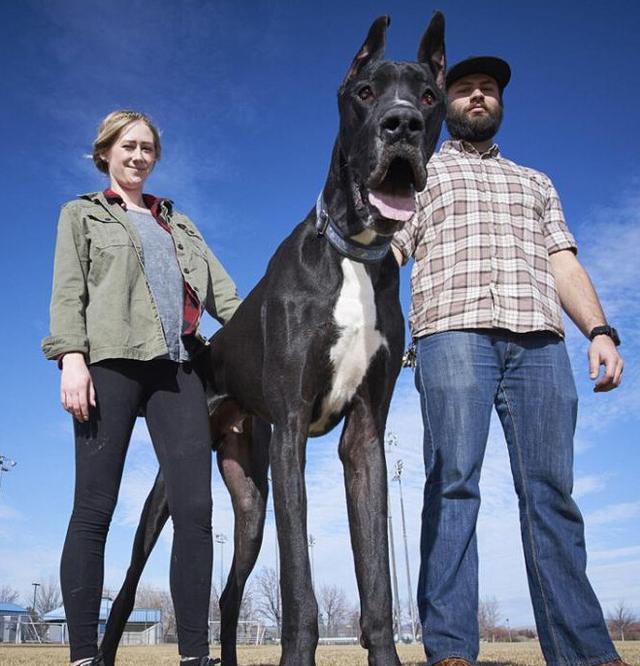 世界最高狗站起身高2.1米,在家看门十个小偷