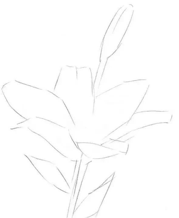 素描百合花儿的基础教程,你会画了吗?
