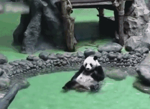 熊猫洗澡坐姿太豪放!边撩水边搓脚变抠脚大汉