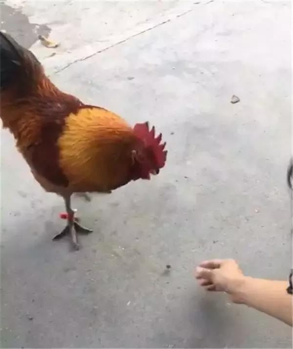 公鸡叼起颗饲料都要吃了,看见母鸡立马上缴:老婆大人您先请!