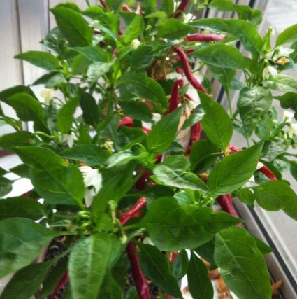 阳台种了棵辣椒结了九十多,春天收获到秋天还