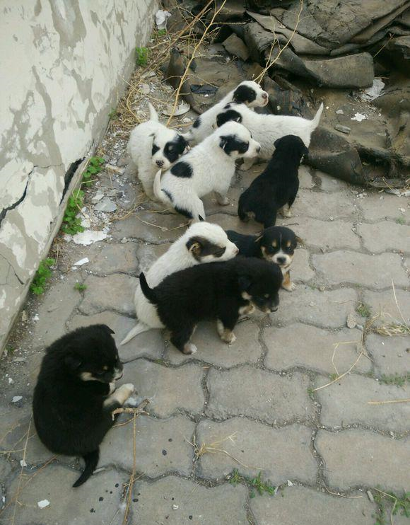 流浪狗妈妈一窝生下14个狗崽,狗妈妈无能无力