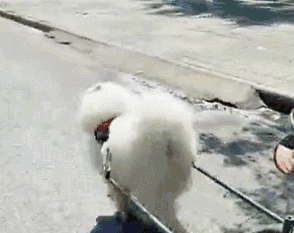 壁纸 动物 狗 狗狗 企鹅 294_233 gif 动态图 动图