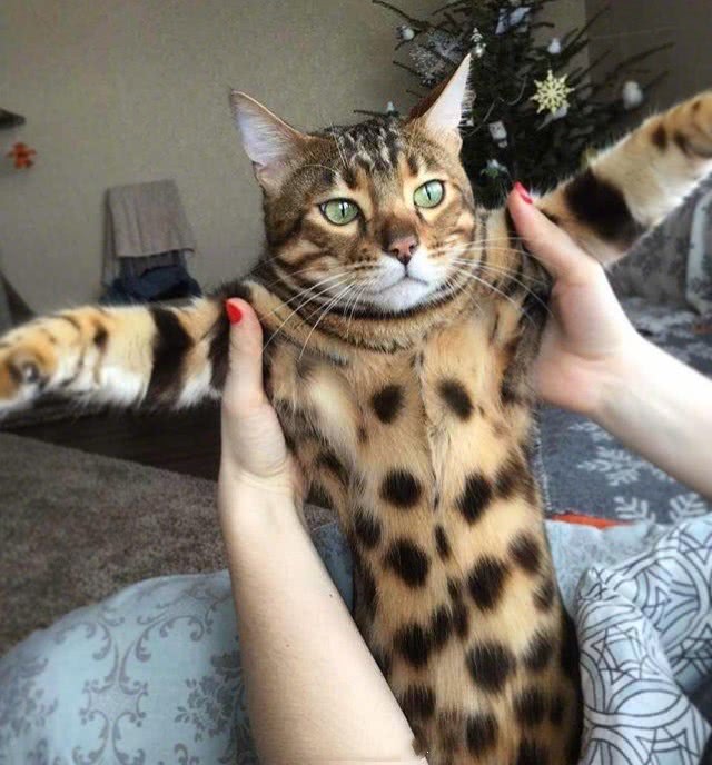 猫中的社会猫!身穿一身小豹纹,行走的高级人民币!