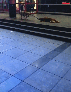 搞笑gif:这滑滑梯你都玩一天了