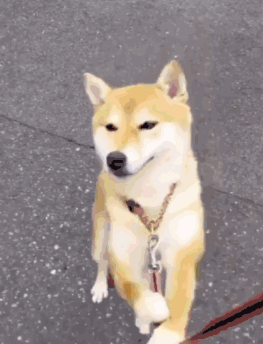 快停下来,这样太丢人了.