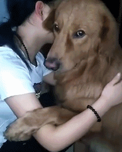 这些都是哈士奇干的吧,正印证了一句话:狗拿耗子多管闲事!