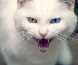 解析——猫咪生气时的五种表现 你都知道吗?