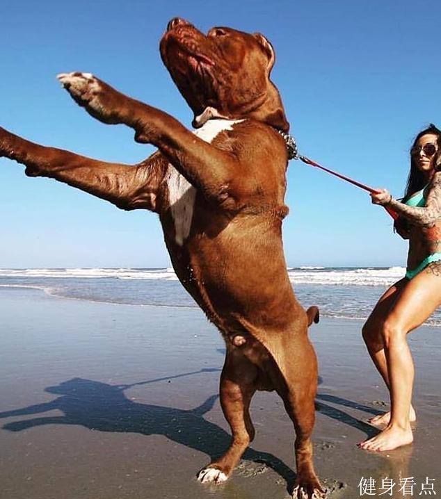 180磅的犬中浩克，拉汽车锻炼肌肉，这块头真的很强壮！