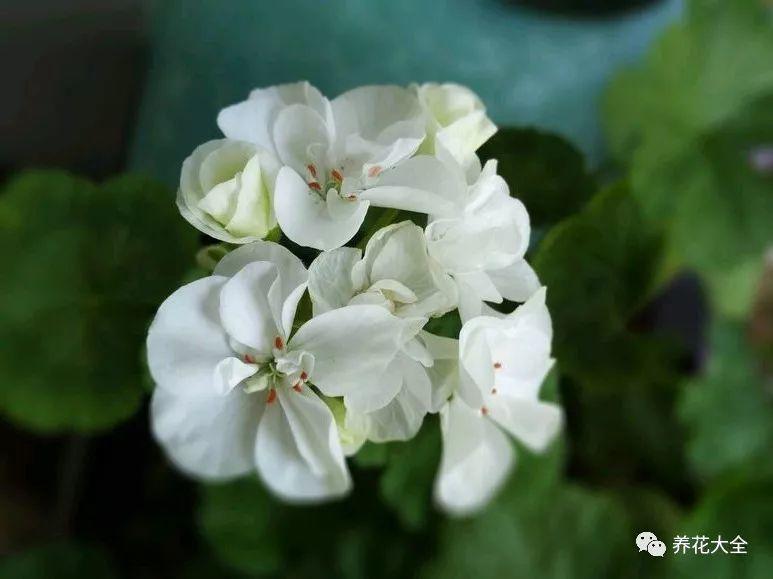50种天竺葵，花色艳丽，你又见过几种？