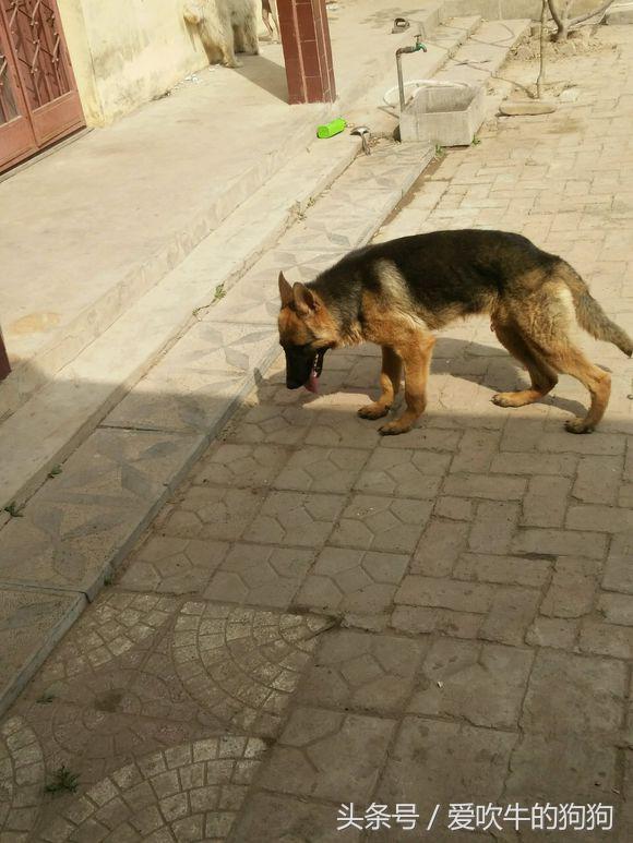 德牧9个月了,天天吃鸡架狗粮微量元素和钙片,