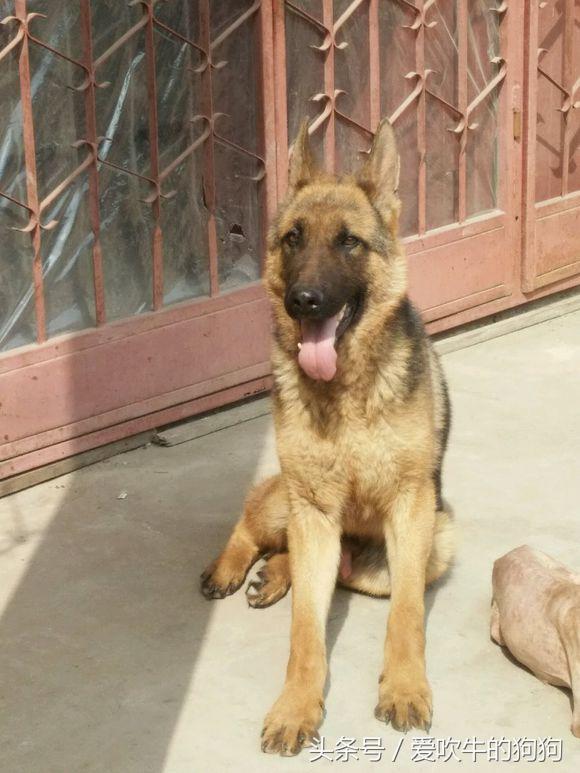 德牧9个月了,天天吃鸡架狗粮微量元素和钙片,