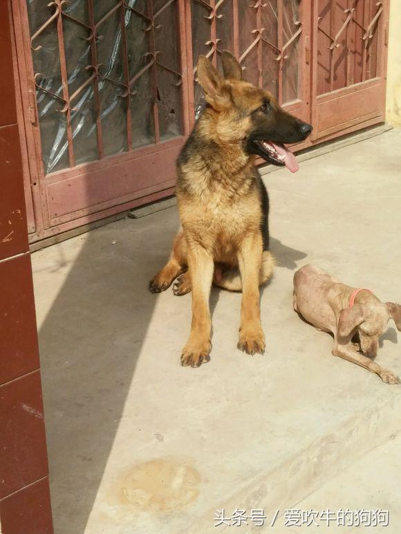 德牧9个月了,天天吃鸡架狗粮微量元素和钙片,