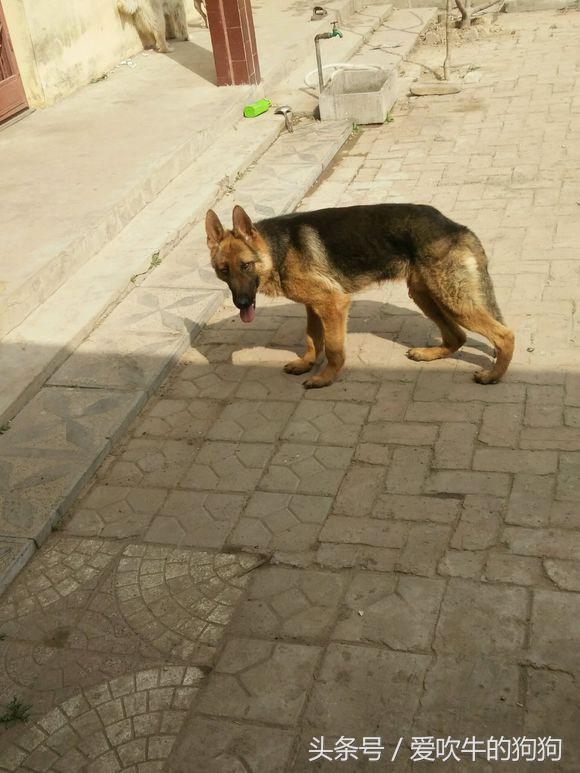 德牧9个月了,天天吃鸡架狗粮微量元素和钙片,