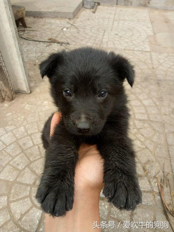 谁能分辨出纯黑德牧DDR?想入一只黑蛋,看到有人卖这只狗