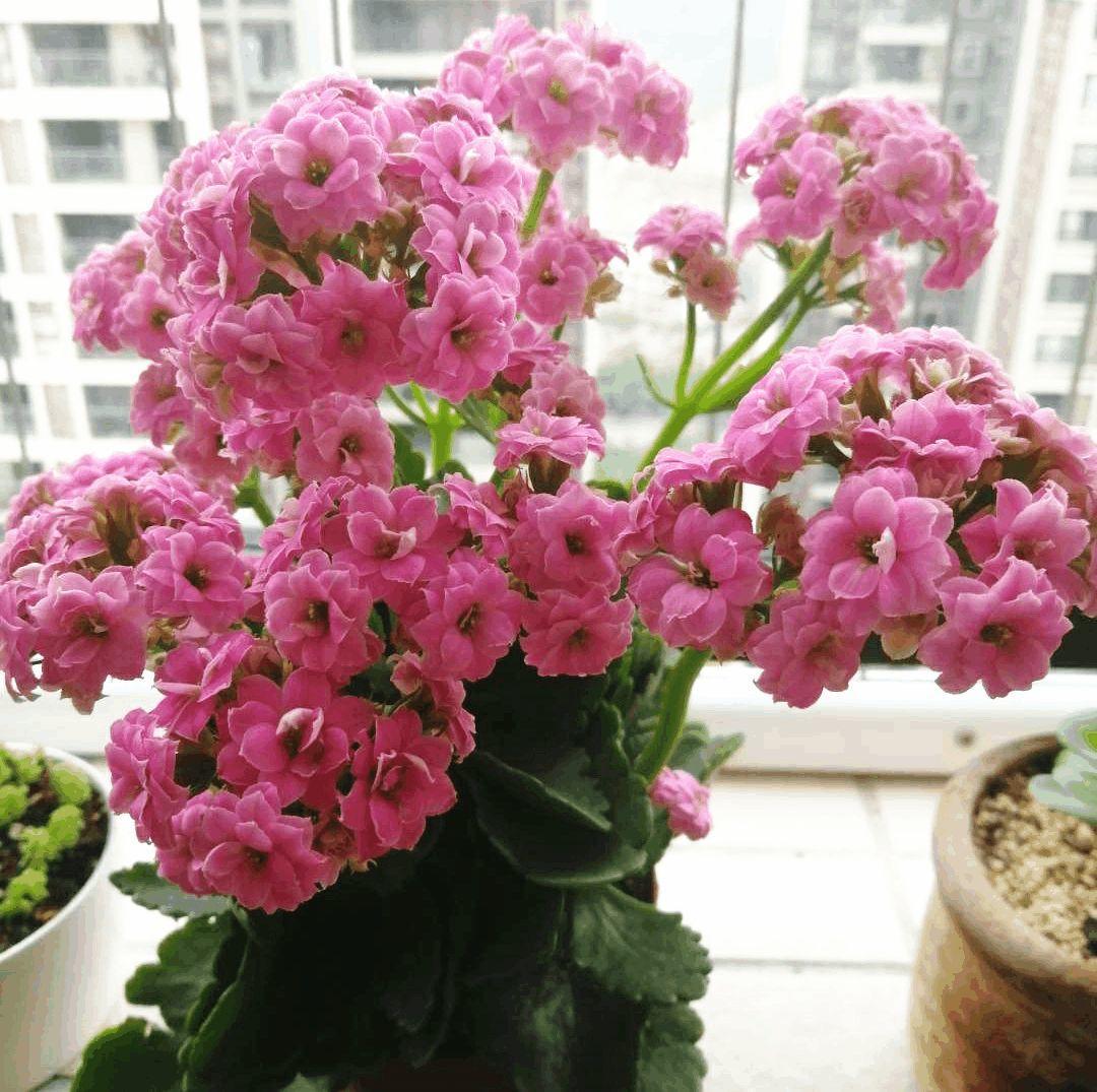 西红柿当花肥?给花吃点,枝条蹭蹭长不停!