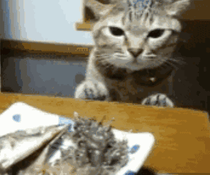 再难伺候不过喵星人,一个不对味就给你掀饭盆!|主子|饭盆|腊鸡_新浪网