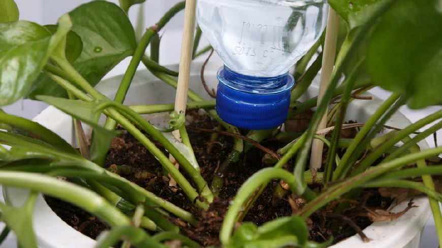 用废瓶子和筷子做个自动浇花器,用着很方便,饮料瓶再也不扔了