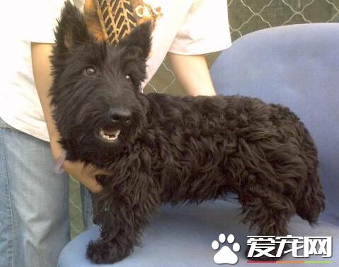 苏格兰梗的特点