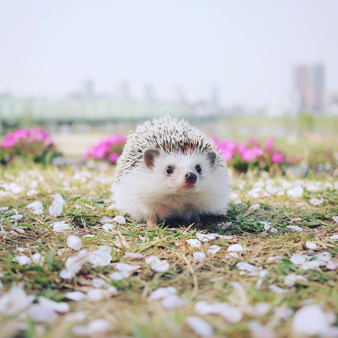 刺猬定律是什么 人际交往的心理距离效应