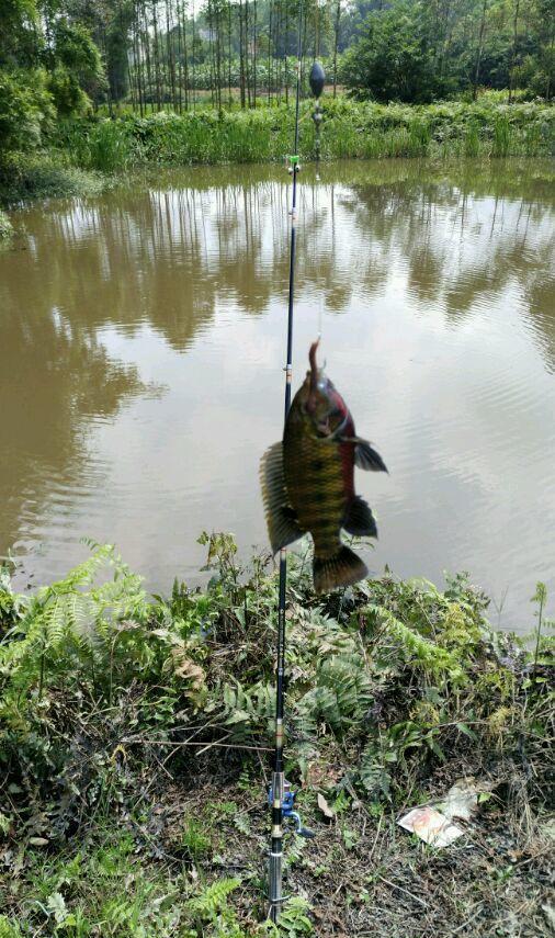 雨后野塘钓罗非, 大蚯蚓最好用!
