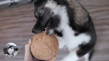 为防止二哈拆家,主人拿出一个