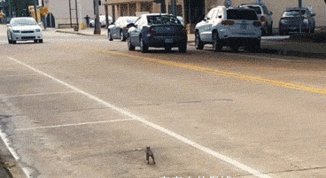 gif动图:过马路要注意安全,不然尾巴会被压掉!