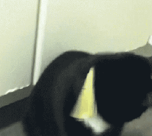 奶牛猫真的有神经病!猫中二哈名副其实,瞅瞅它做的傻事!