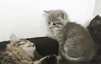 爆笑gif喵图,每一张都是经典啊哈哈哈.