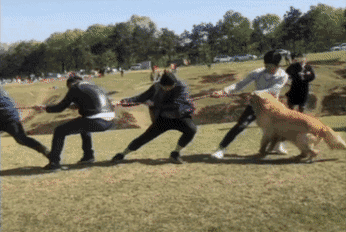 大金毛帮兵哥哥拔河,可兵哥差点笑岔气:这是对方派来