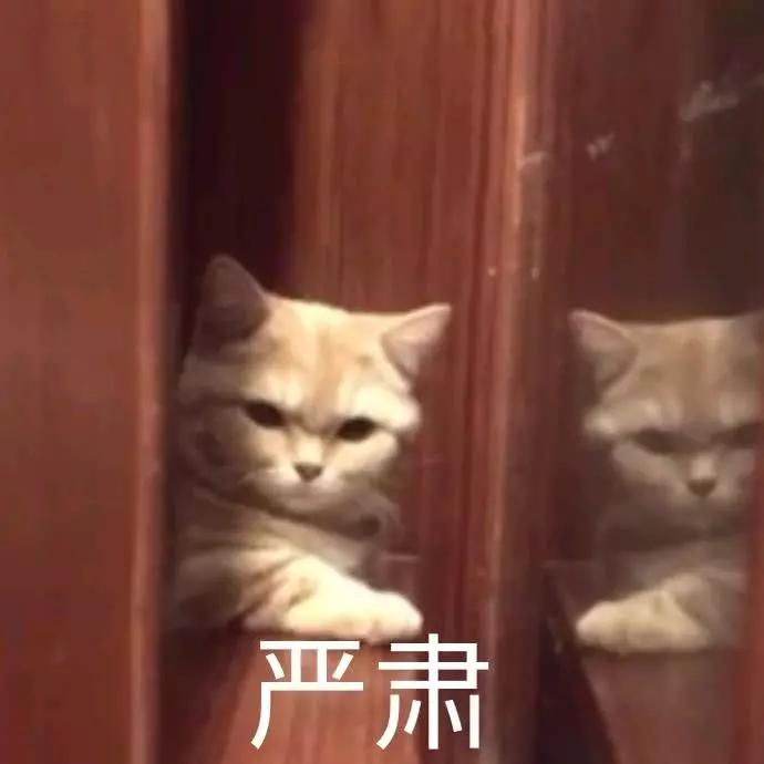 猫咪表情包搞笑精选:让我看看谁还没睡