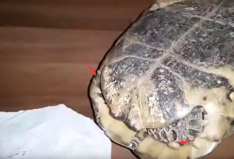 男子野外看到乌龟身上灰色不明小点,取下细看