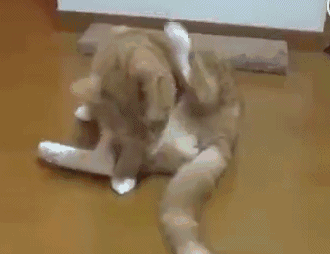 猫咪大便后闻了闻句话,表情:该降火了!