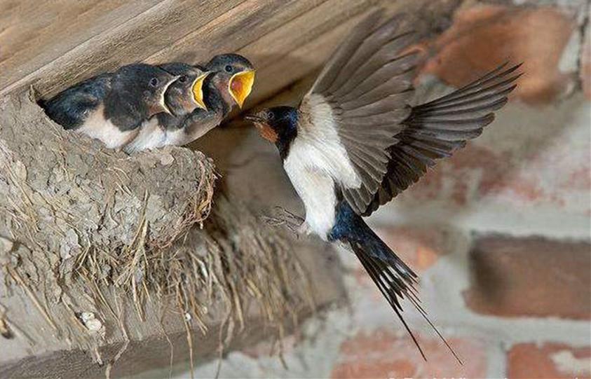 左边燕子右边蚂蚁猜一个成语_燕子简笔画(3)