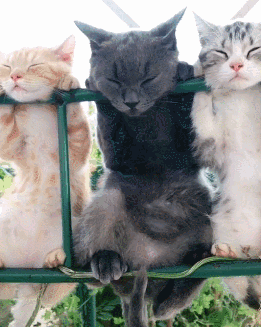 三只猫咪排排挂在瓜棚上睡午觉,蓝猫略显霸气,橘猫表情最为享受
