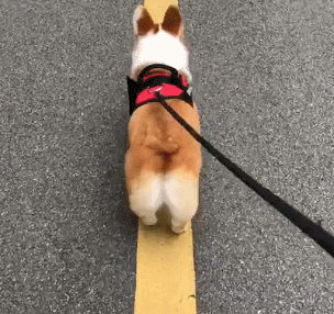 这只柯基真的是很可爱呢,就盯着它超萌的小屁股都能看一下午