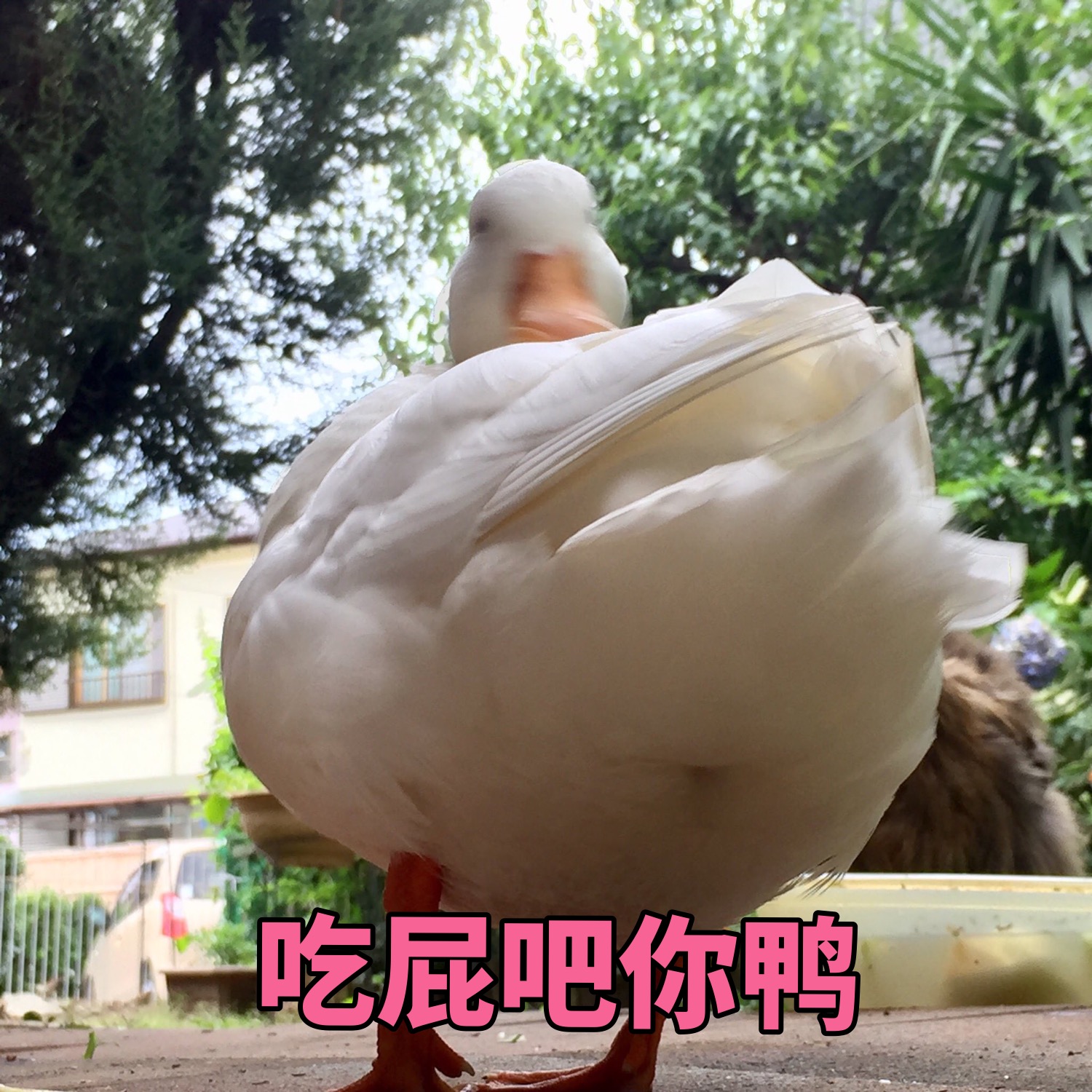 又收集了一些鸭鸭的表情包,送给大家鸭