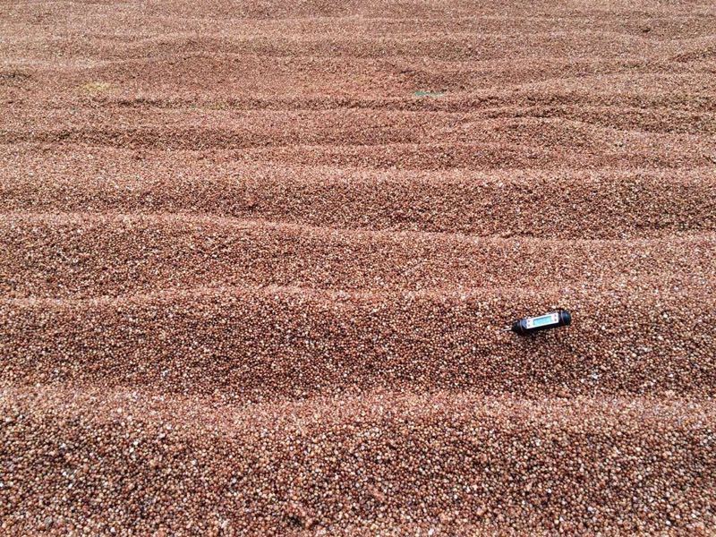 纯粮食酒工艺:固态发酵的酒曲和酒质的关系